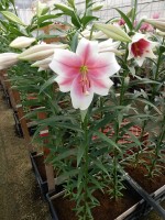 [5156 Triumphator VZ No02.JPG]